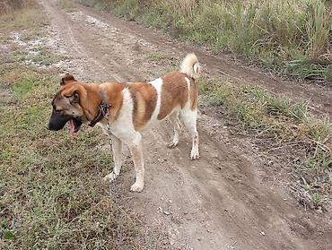 chinchilla satın al: 9 ay, Dişi, Ünvandan götürmə — 2
