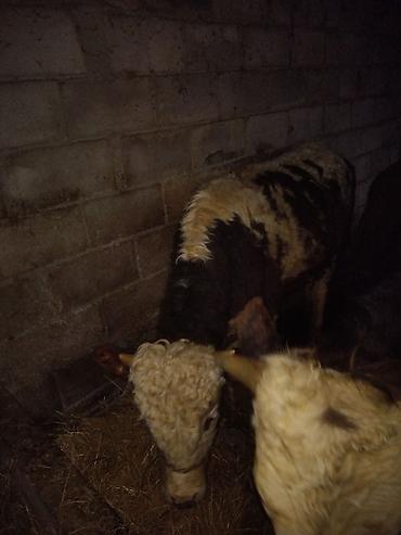 Коровы, быки: Продаю | Бык (самец) | Полукровка | На откорм | Привязанные — 1