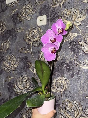 Орхидеи: Орхидея оптом и в розницу принимаем корпоративные заказы !!! Г at lalafo.kg — 22 Орхидеи: Орхидея оптом и в розницу принимаем корпоративные заказы !!! Г — 22