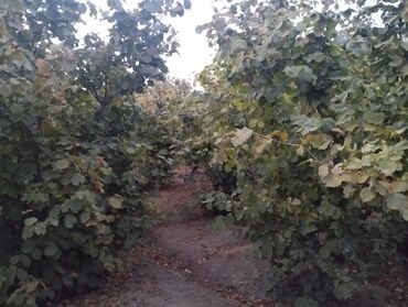 Ağaclar: Fındıq bağçası – intensiv əkilili, səliqəli cərgələr vatsa əlaqə — 10