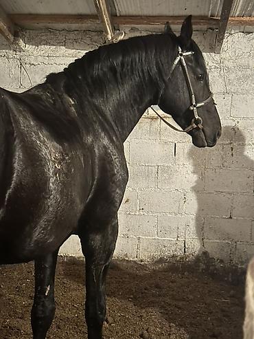 Лошади, кони: Продаю | Конь (самец) | Английская | Конный спорт — 8