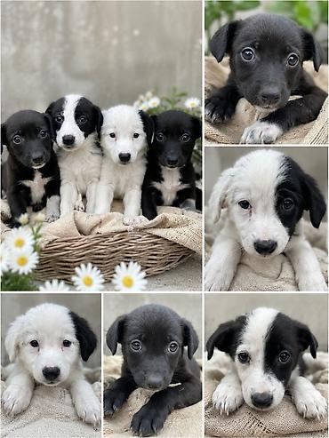 кошка породистый: Щенки-метисы, фото каждого щенка в коллаже. Окрас: черный, белый — 1
