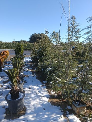 Torf: Aqaclarin satsi torf gubresde satışda var Baqlarin salınması -da lalafo.az — 4 Torf: Aqaclarin satsi torf gubresde satışda var Baqlarin salınması — 4