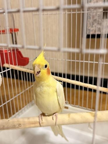 qara toyuq quşu: Məhsul: Sarı rəngli nimfa (cockatiel) tutuquşu Təsvir: - Gözoxşayan — 4