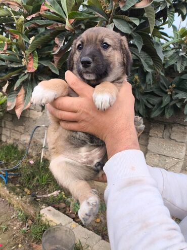 İtlər: Bala itlər. İki ayliqdi."PULSUZ VERILIR "Saglamdilar.Eziyyet çəkib — 7