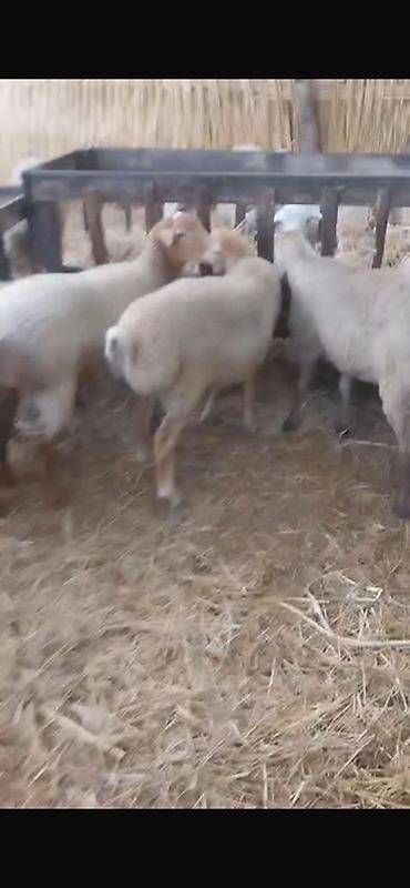 bzov: 60 dene var isdyen nomreni vatcapına yazsin video atm 0557112258 — 5