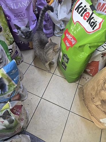 мини кошка: 2 года, Мальчик, Приучена к лотку, Проглистована, С прививками — 7
