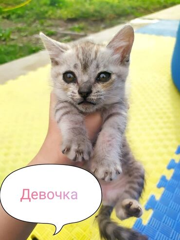 сколько стоит домик для кошки: Котята чистокровные шотландской породы. Очень игривые и ласковые