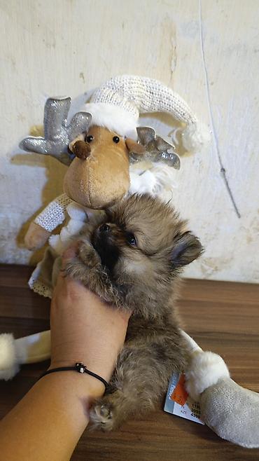kicik: Şpitz, 1 ay, Erkək, Sənədli, Ödənişli çatdırılma — 9