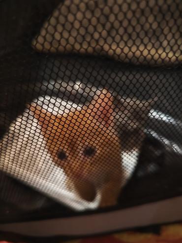 Мышыктар: Котята домашние,им 1.2 месяца, короткошёрстные. На фото — несколько — 2