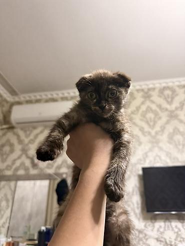 Продажа кошек: Котёнок, черепаховый окрас - Порода: домашняя кошка, тип «черепаха» — 2