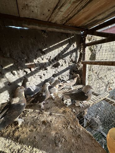Птицы: Продаю голубей!!!! На фото представлены голуби разных пород. Цены на — 38