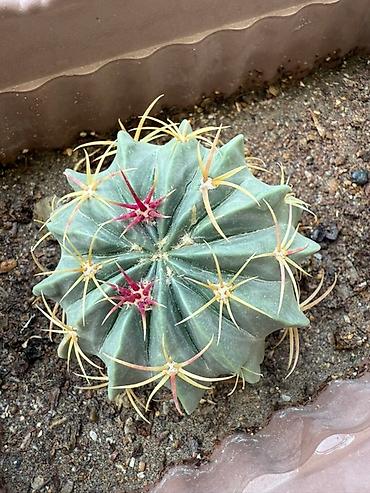 Otaq bitkiləri: Bu dəstə müxtəlif növ kaktuslar daxildir. Hər kaktus özünəməxsus forma — 9