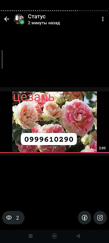 Rose saplings: Саженцы роз в контейнерах - Ассортимент садовых роз (разные сорта и — 6