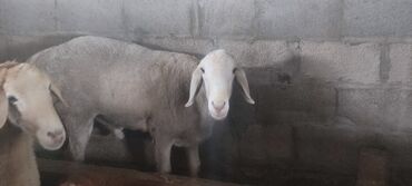 Бараны, овцы: Продаю | Баран (самец) | Для разведения | Осеменитель