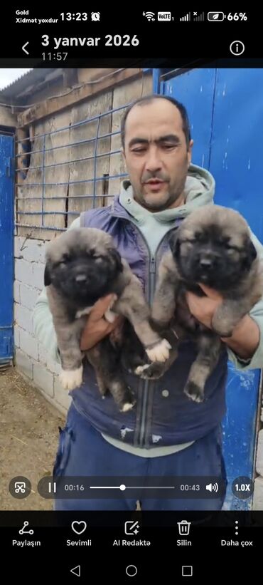 İtlər: Qafqaz çoban iti — 10