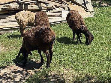Баран, овца: Продаю | Баран (самец) at lalafo.kg — 19 Баран, овца: Продаю | Баран (самец) — 19