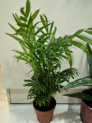 palm: Otaq bitkiləri – dekorativ saksı kolleksiyası Tərkib: - Dracaena — 4