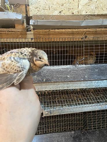 Другие с/х животные: Китайские расписные перепелки - Породы/окрасы: смешанные – тёмные — 7