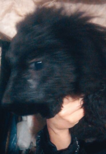 Отдам даром собаку: Собака даром: Дворняжка, 2 месяца, Самка at lalafo.kg — 8 Отдам даром собаку: Собака даром: Дворняжка, 2 месяца, Самка — 8