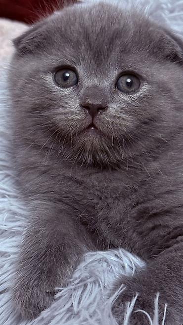 собака беловодск: Шотландский вислоухий котёнок (Scottish Fold),окрас голубой-мальчик — 1