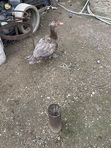 Ördəklər: Muscovy (barbariska) ördəkləri – boz-qəhvəyi rəng çalarında, qırmızı — 3