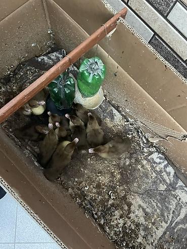 pişik sekilleri: Krasandar sortu lal ordekler 2 heftelerj tamam oldu olumden cixiblar — 1