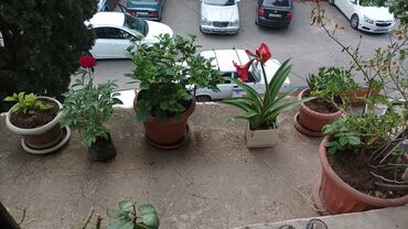 Uzunmüddətli kirayə mənzillər: Gəncədə kirayə ev tələbə qızlara verilir. Hər yerə yaxın mənzərəsi -da lalafo.az — 3 Uzunmüddətli kirayə mənzillər: Gəncədə kirayə ev tələbə qızlara verilir. Hər yerə yaxın mənzərəsi — 3