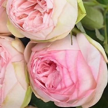 Размещение рекламы: В продаже комнатные цветы и многолетние садовые цветы. 1. Алое вера — 13