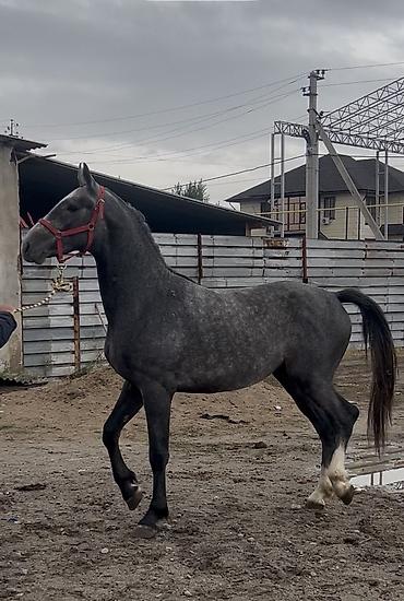Продам с/х животных: Продаю | Жеребец | Конный спорт — 2