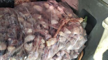 куриные потрошки: Продаю куриные трубчатые кости оптовая цена за 15 сом за кг, куриный