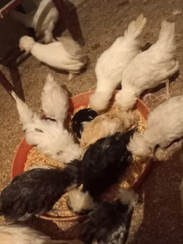 Cücələr: Məhsul: Toqquz-tüklü (toppuzbaş) dekorativ cücələr və gənc toyuqlar — 3