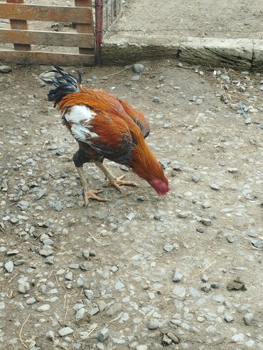 Xoruzlar: Aseel tipli uzunayaqlı cücərti/ceylək xoruz - Uzun və güclü sarı — 14