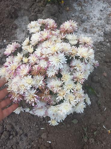 Другие виды семян и саженцев: Саженцы хризантем с пышной зеленой листвой, готовые к пересадке — 29