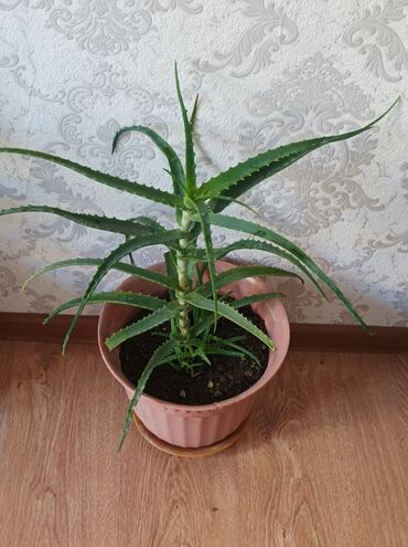 gülle: Aloe gulu