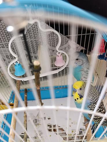 Dalmatin rəng çalarlarında 2 ədəd dalğıc (budgerigar) tutuquşu və