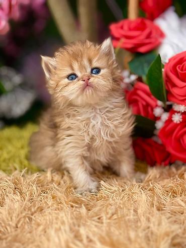 Pişiklər: Qızıl şinşilla, Erkək, Dişi, Yaxşı əllərə, Ünvandan götürmə, Pulsuz çatdırılma, Ödənişli çatdırılma — 5