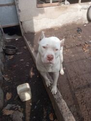 Продажа собак: Срочно! Собака среднего размера, прямые стоячие уши, компактное — 7