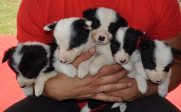 Psi: Štenci Border Collie oštenjeni 01. juna očišćeni od parazita više