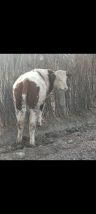 Коровы, быки: Продаю | Бык (самец) | Монбельярд | На откорм | Привязанные — 2