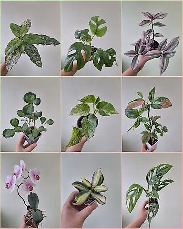 спринклер: 🌿 Комнатные растения/цветы (детки/молодые растения). 🪴 Названия и цены — 1