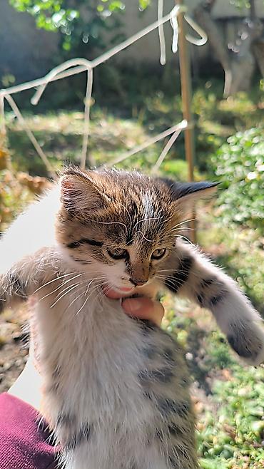 Кошки: Отдам котенка даром в хорошие руки г.Балыкчы — 2