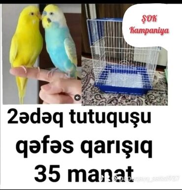 Tutuquşları: Tutuquşu təzə yemə düşmüş balalar danışdırmaq ücün ələ öyrəşdirmək