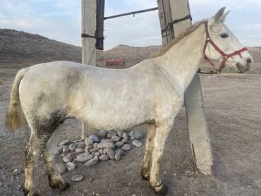 Лошади, кони: Продаю | Кобыла (самка) | На забой — 4