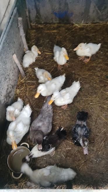 sotland pisik satisi: Lal ördek balası:15 pekinlər:6 manata Kom alana Endirim Olunacaq ünvan — 1