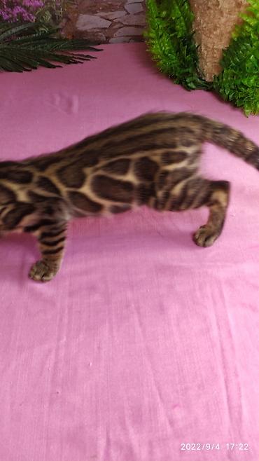 Продажа кошек: Красивейшие Бенгальские котята с огромными розетками. Проф питомник — 12