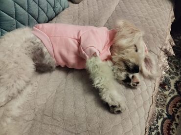 шотландский вислоухий котенок: Pudel balası satılır. Paltarı, fosforlu boyunbağısı hədiyyə verilir