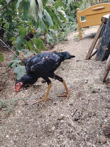 Digər quşlar: Sona qədər oxuyub sonra əlaqə saxlayın. 2 beçədi 2 fərə hərəsinin — 19