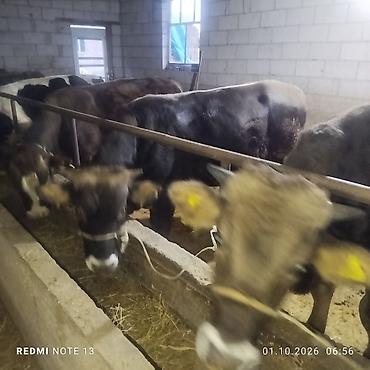Продам с/х животных: Продаю | Бык (самец) | Полукровка | На откорм | Привязанные — 3