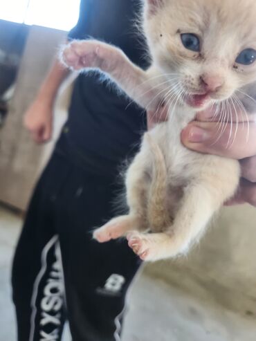 Pişiklər: Dişi, Erkək, Yaxşı əllərə, Ünvandan götürmə, Pulsuz çatdırılma — 5